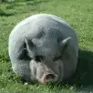 CozyHog