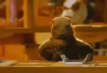 milka-marmot.gif.7112c68286302e4d16378481fbec5a04.gif