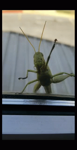 locust-protest.gif.79ffa5b7e7c34897536b57e177c58ce1.gif