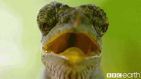 animal-frog.gif.3b333b3e551a048d6ca9377f31aeb7ea.gif