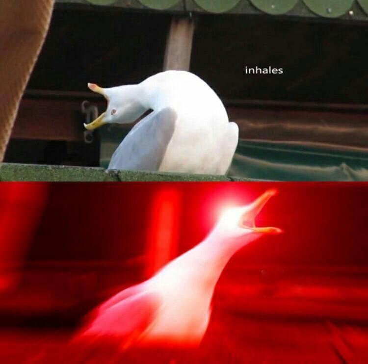 inhaling-seagull.jpg.626edf265c1fb1f4c9d7dc521084e3e2.jpg